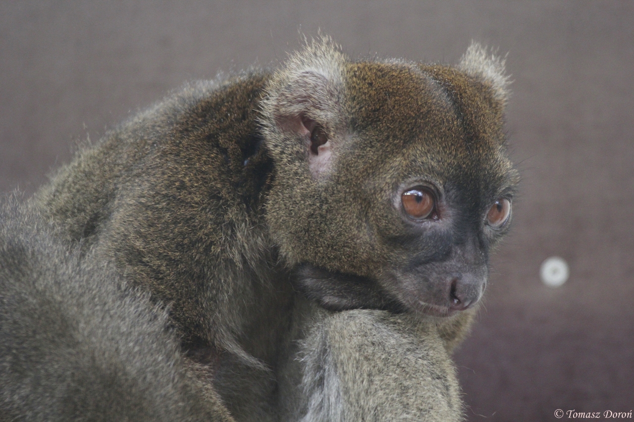 Greater Bamboo Lemur (Prolemur simus)