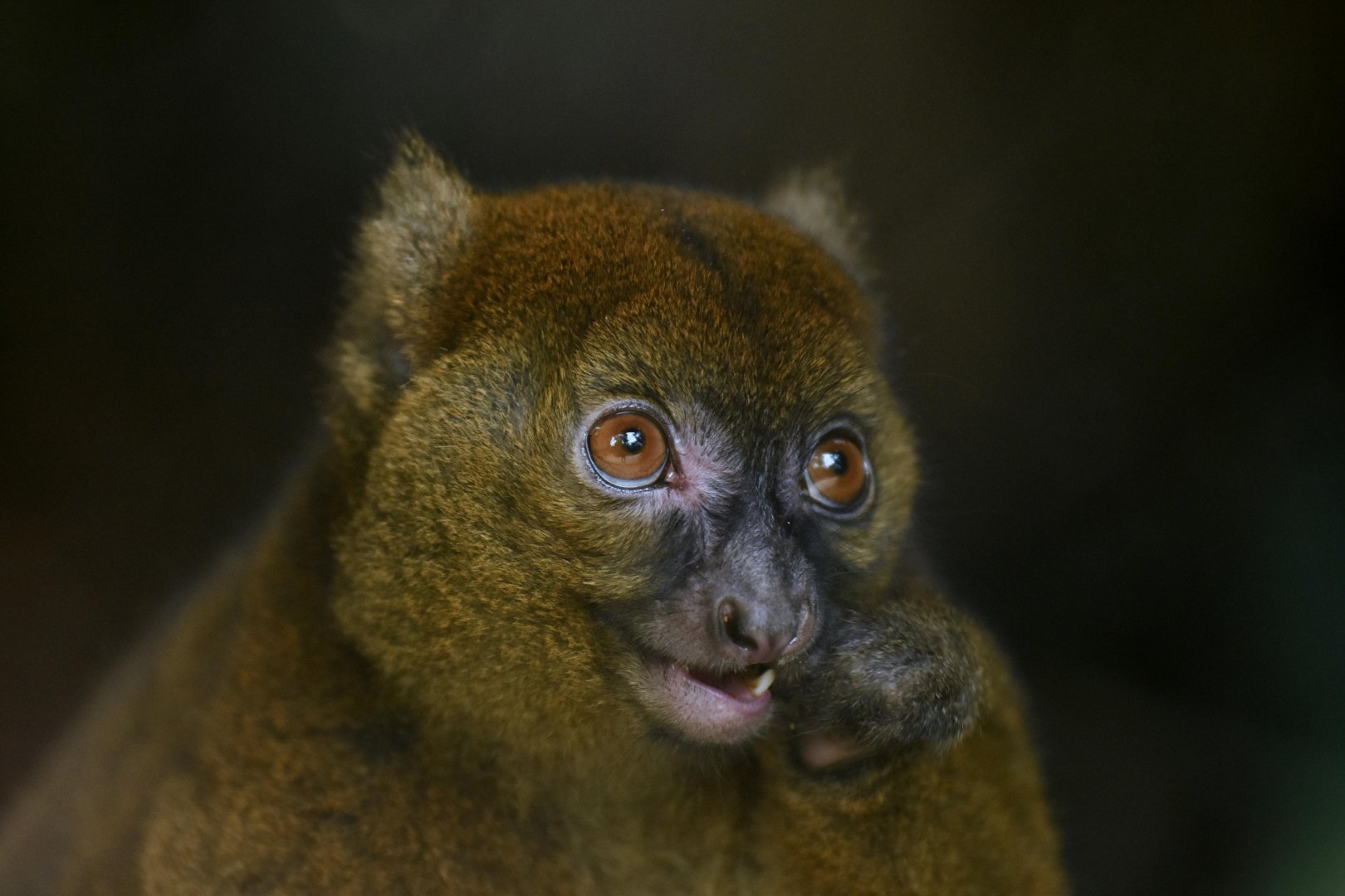 Greater bamboo lemur (Prolemur simus)