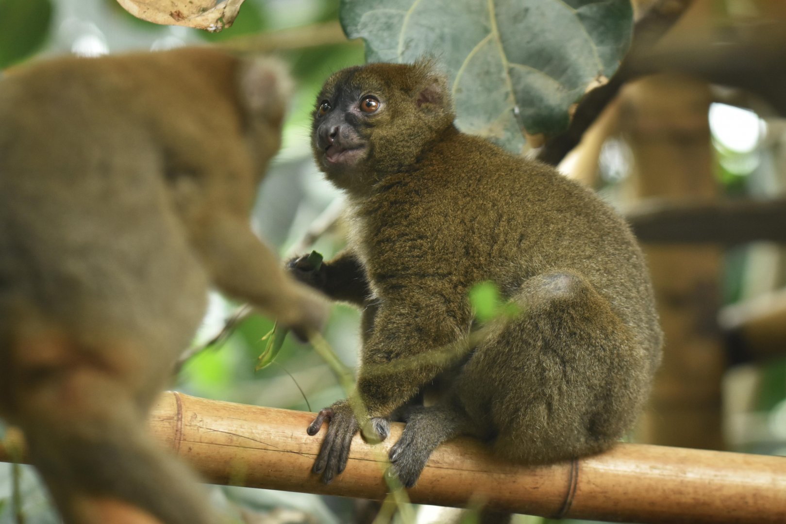 Greater bamboo lemur (Prolemur simus)