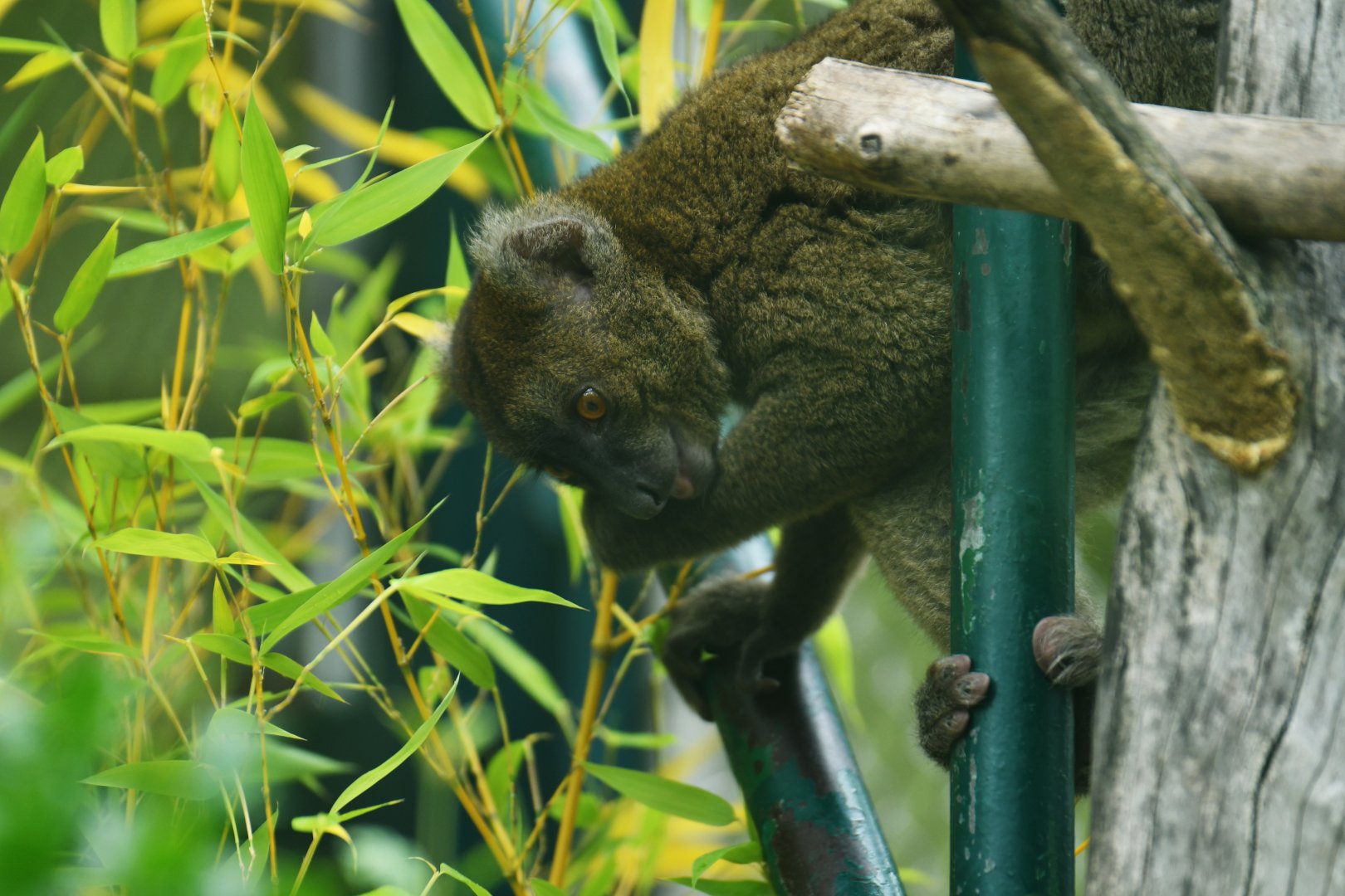 Greater bamboo lemur (Prolemur simus)