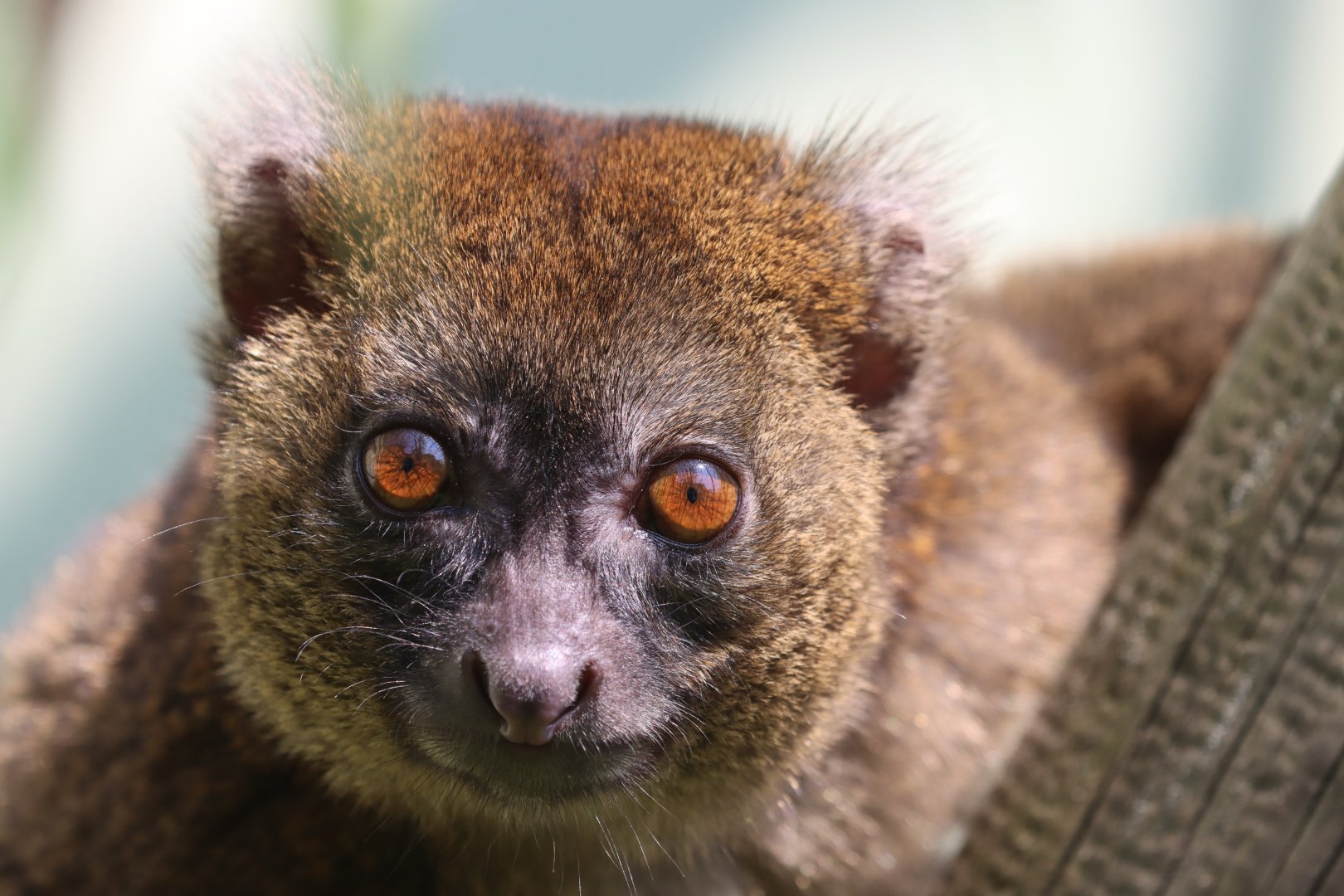 Greater bamboo lemur (Prolemur simus)