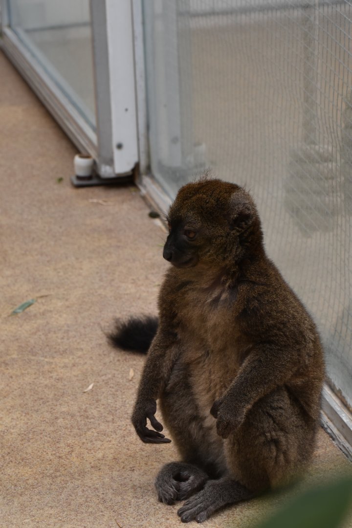 Greater Bamboo lemur (Prolemur simus)