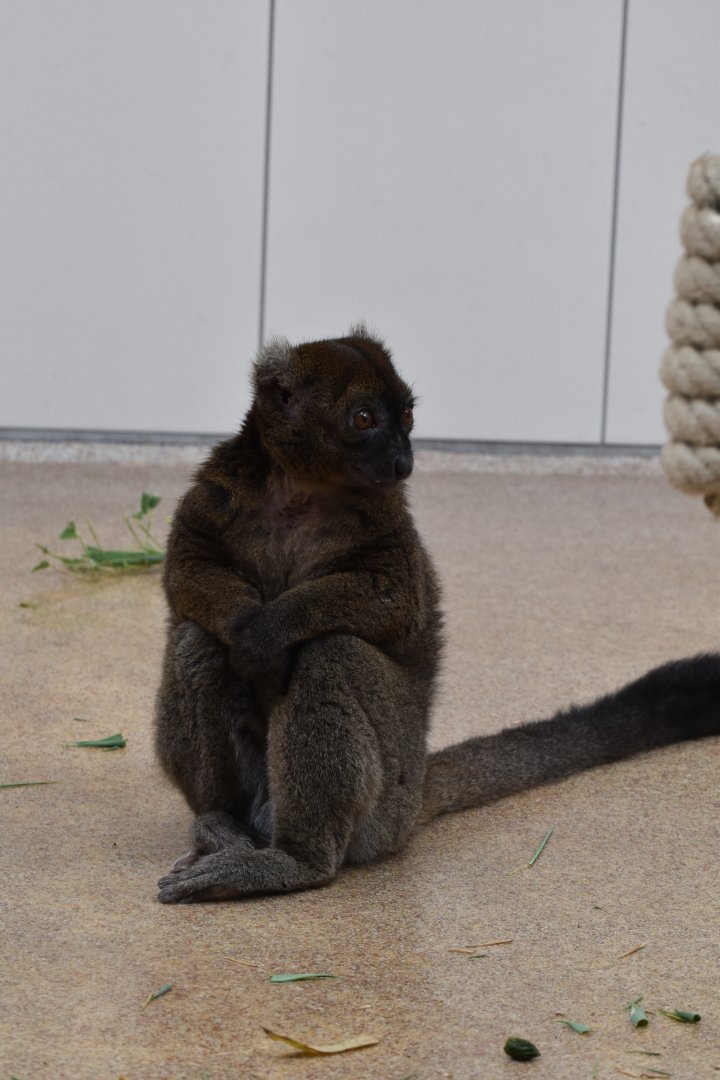 Greater Bamboo lemur (Prolemur simus)