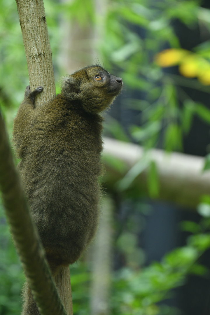 Greater bamboo lemur (Prolemur simus)