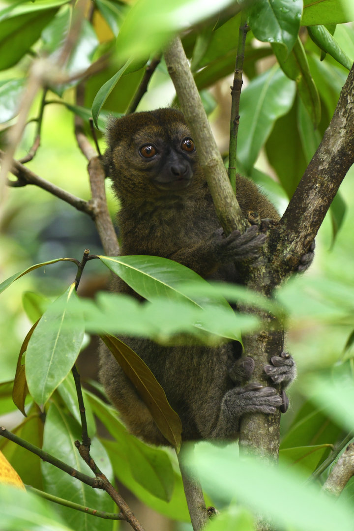 Greater bamboo lemur (Prolemur simus)