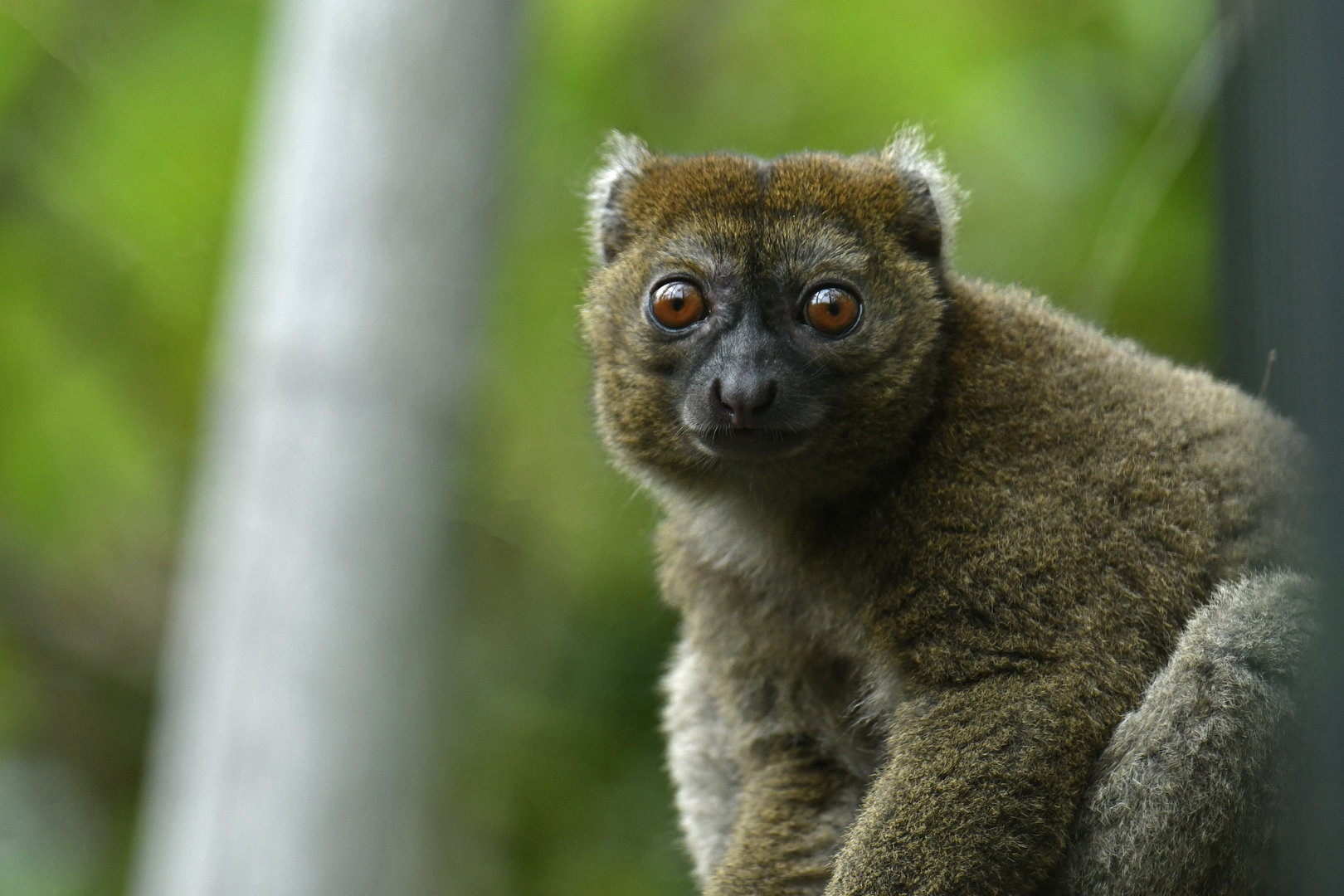 Greater bamboo lemur (Prolemur simus)