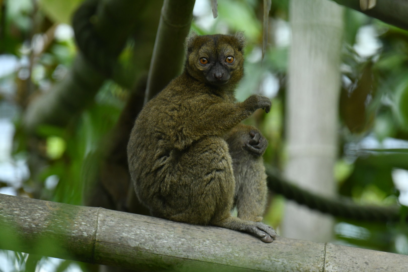Greater bamboo lemur (Prolemur simus)