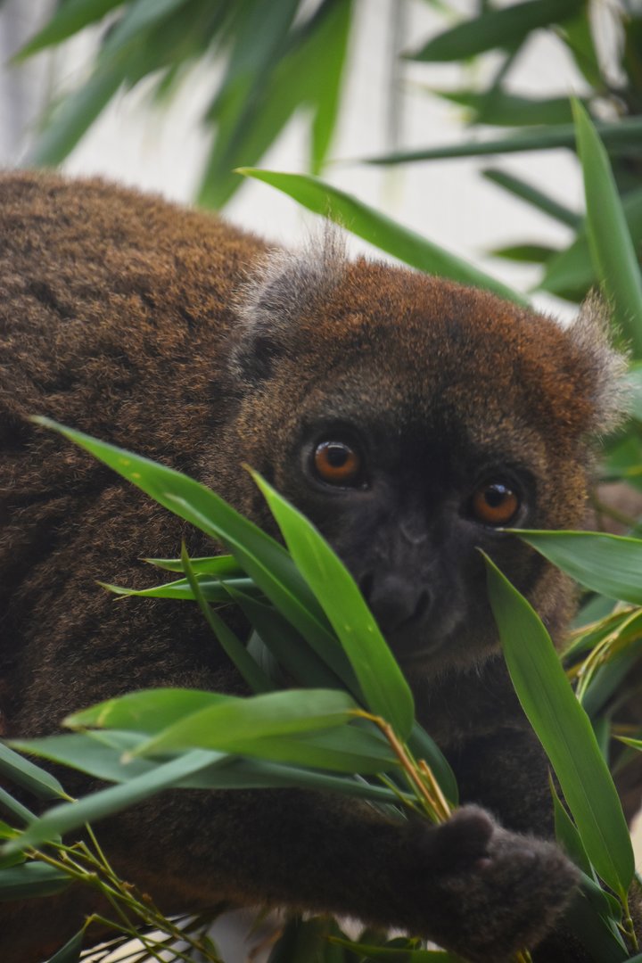 Greater bamboo lemur, Prolemur simus