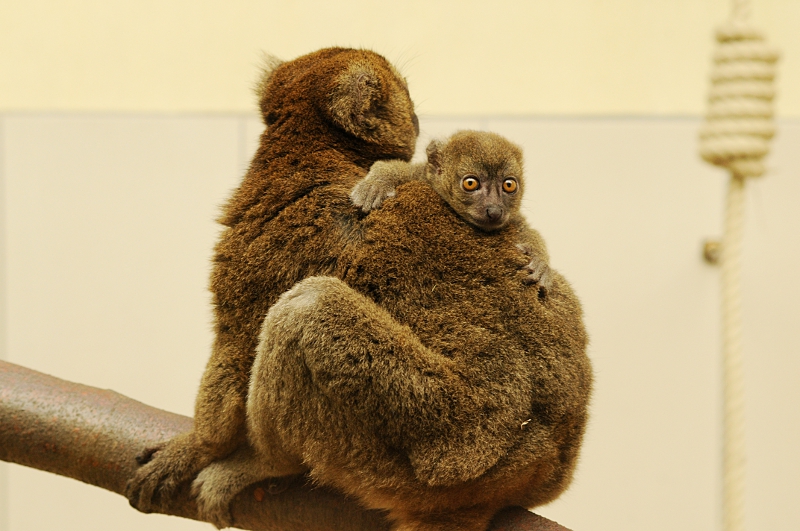 Greater bamboo lemur with offspring at Cologne