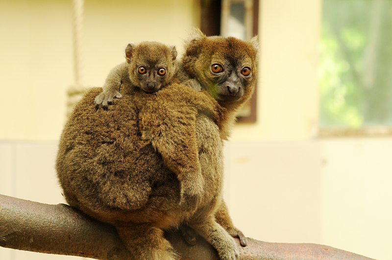 Greater bamboo lemur with offspring at Cologne