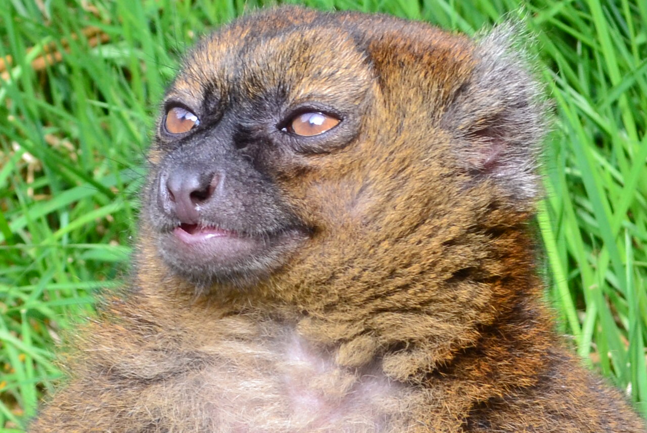 Greater Bamboo Lemur