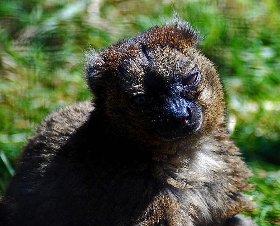 Greater Bamboo Lemur