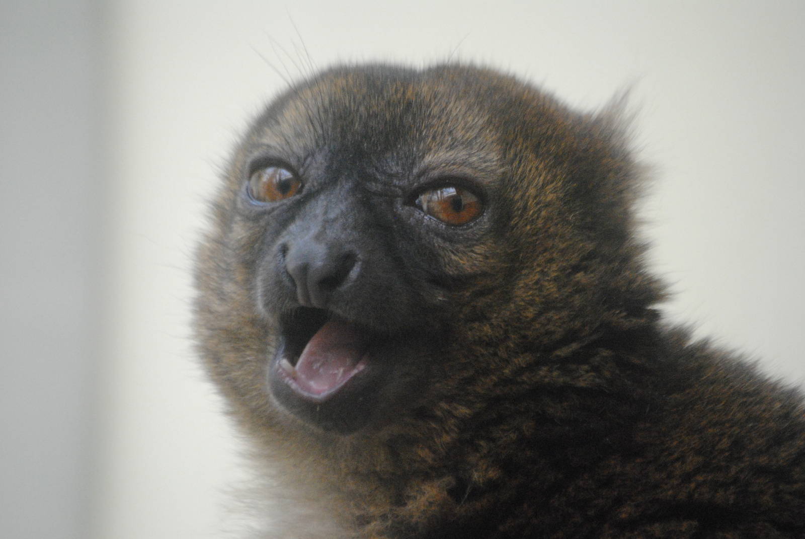 Greater bamboo lemur