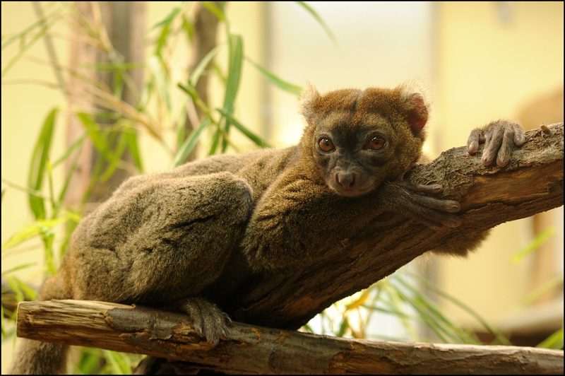 Greater bamboo lemur