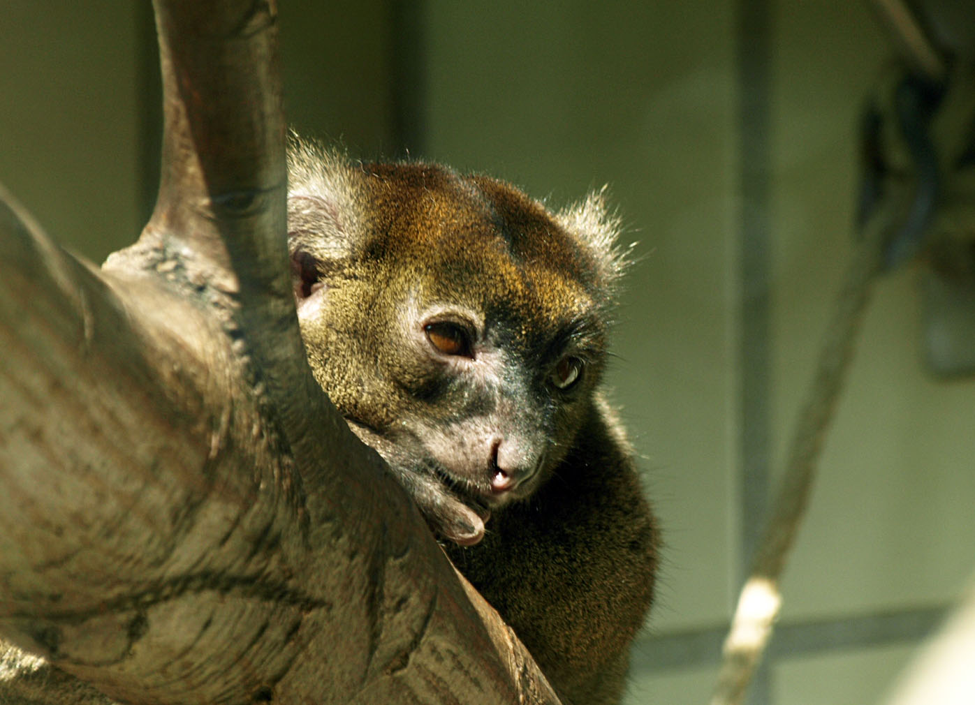 Greater Bamboo lemur
