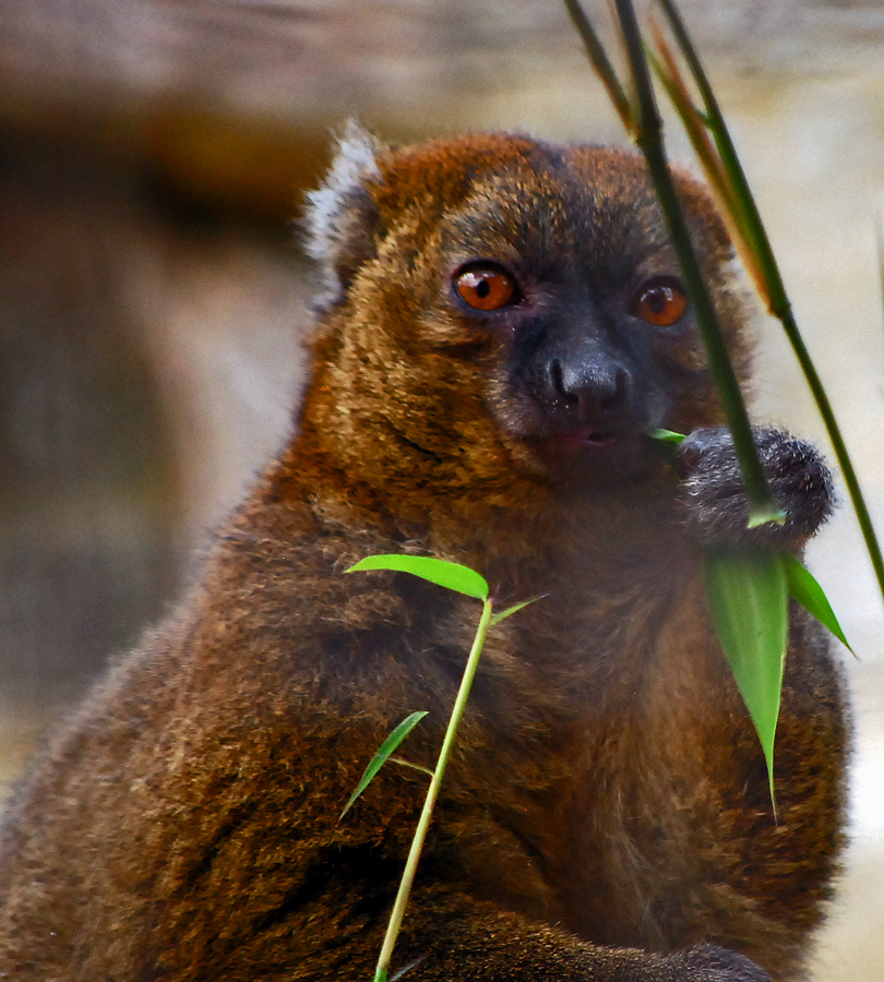 GREATER BAMBOO LEMUR