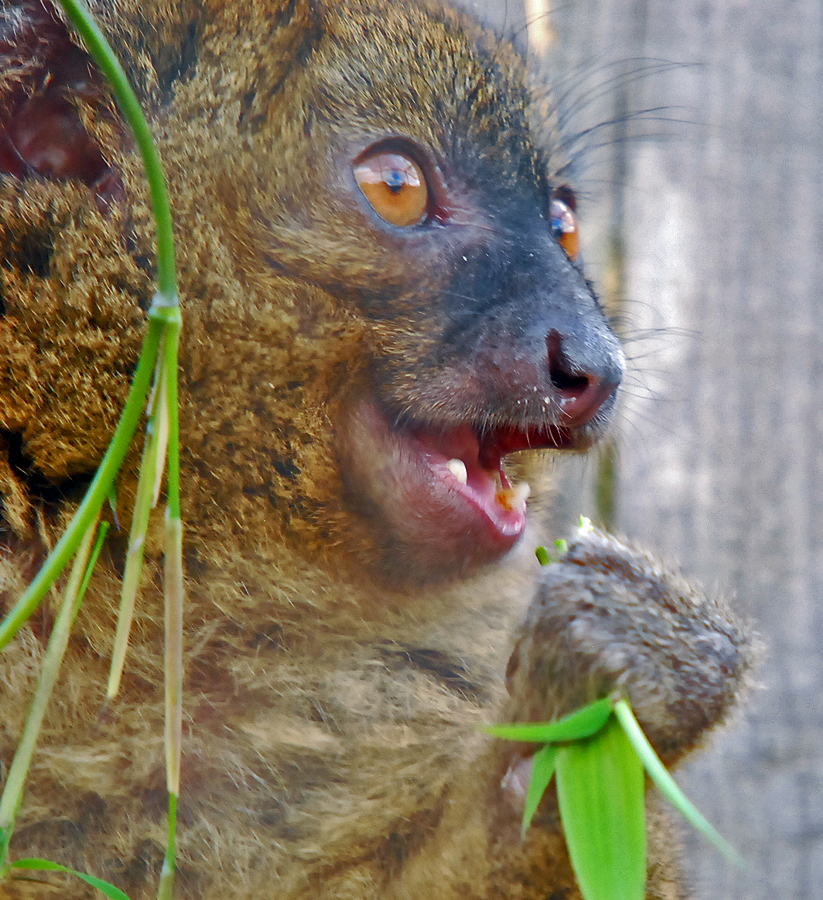 GREATER BAMBOO LEMUR