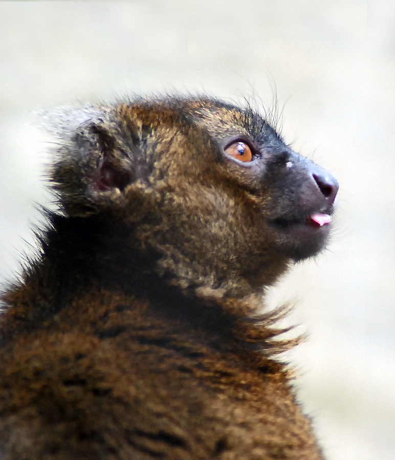 GREATER BAMBOO LEMUR
