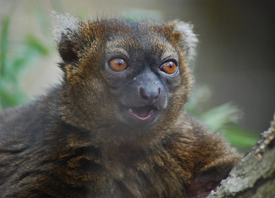 GREATER BAMBOO LEMUR
