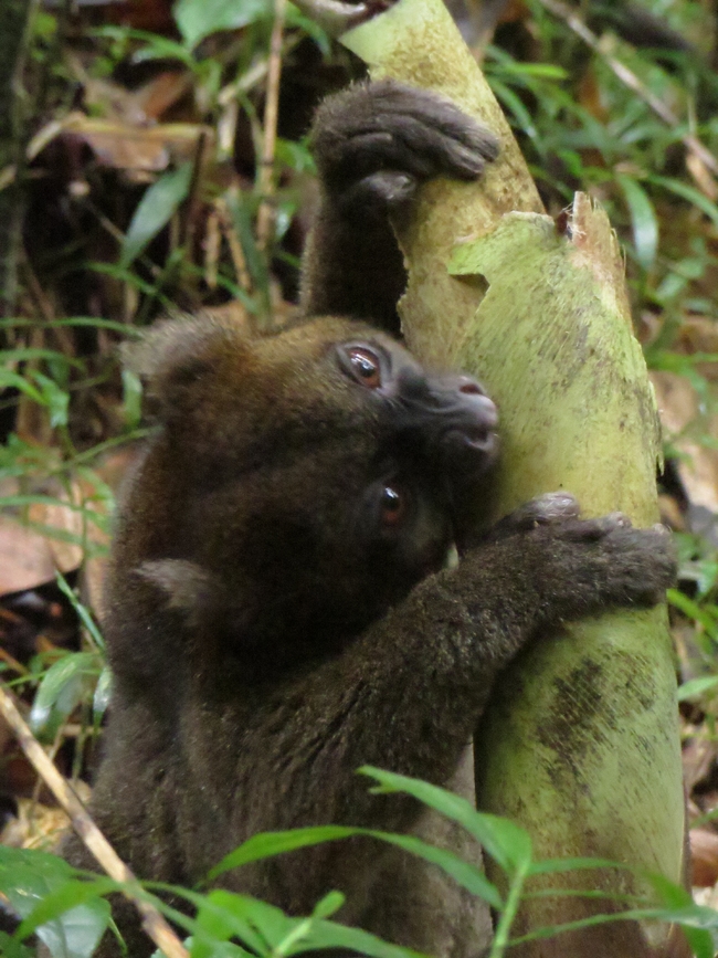 Greater bamboo lemur