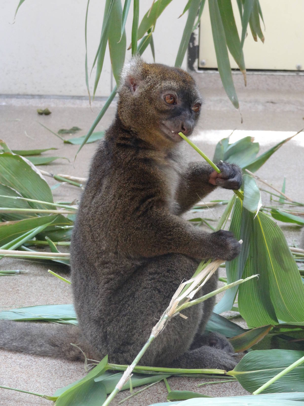 Greater bamboo lemur