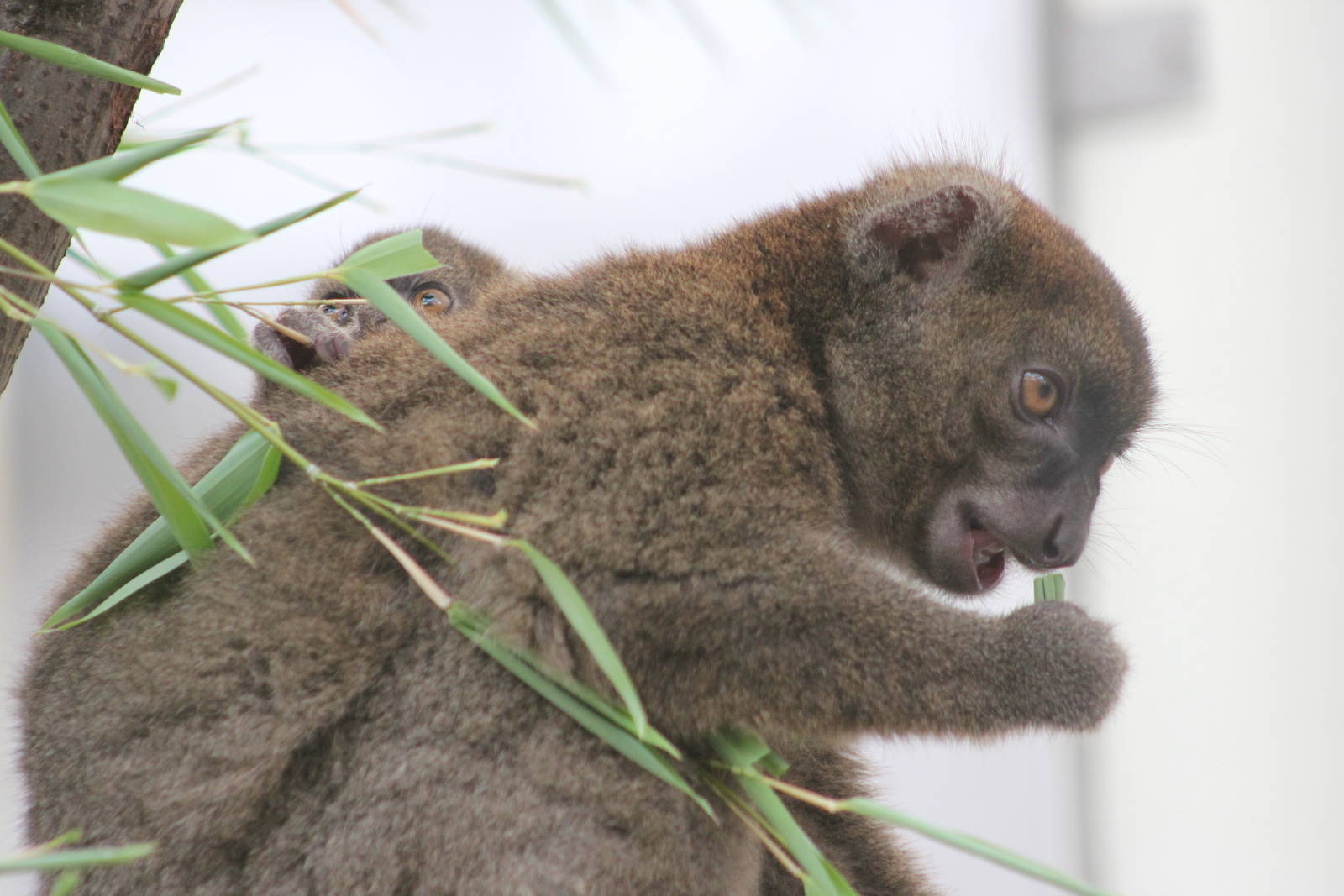Greater bamboo lemur
