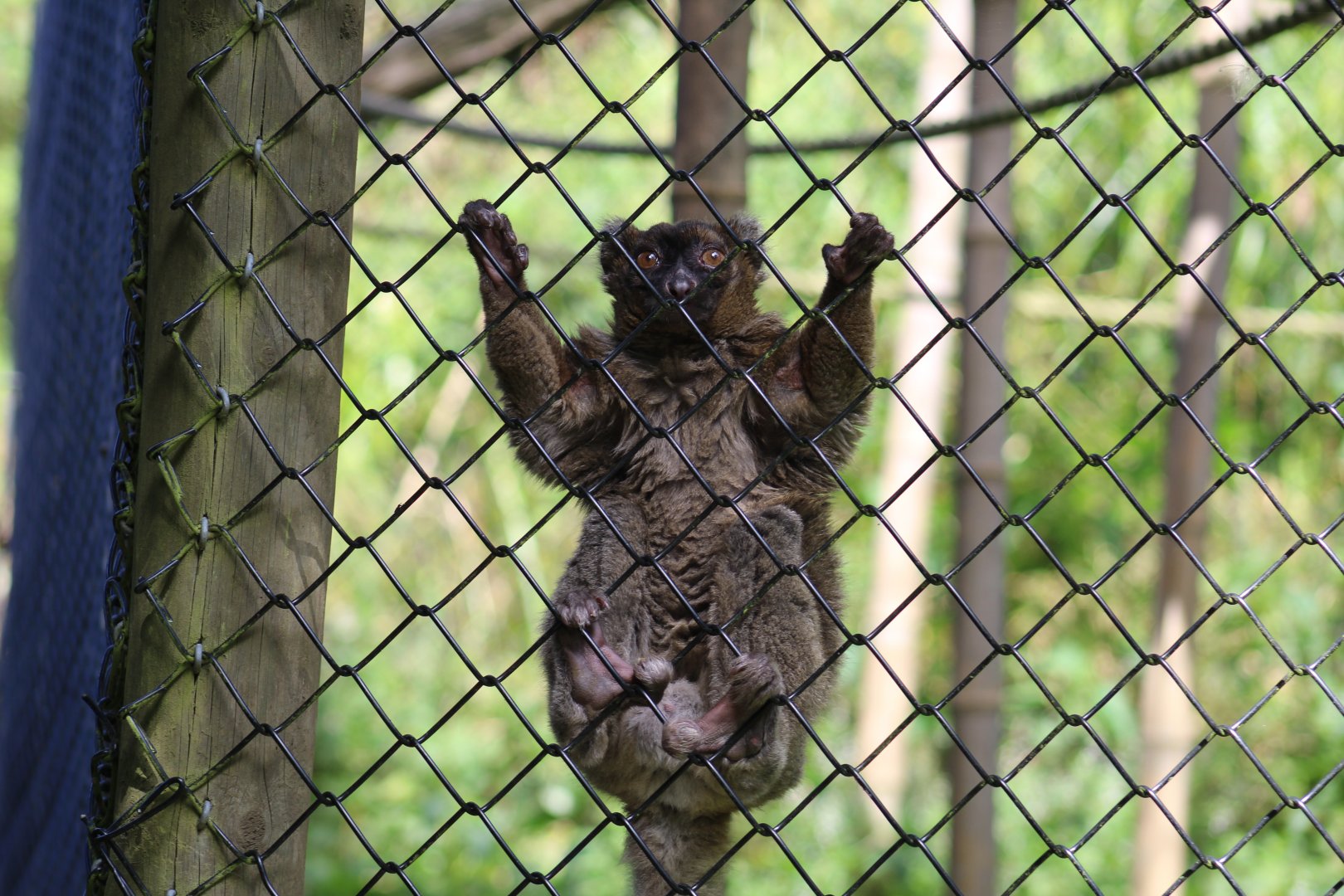 Greater Bamboo Lemur