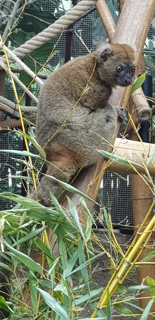 Greater bamboo lemur