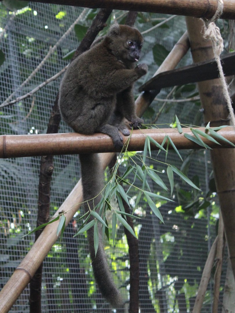 Greater bamboo lemur