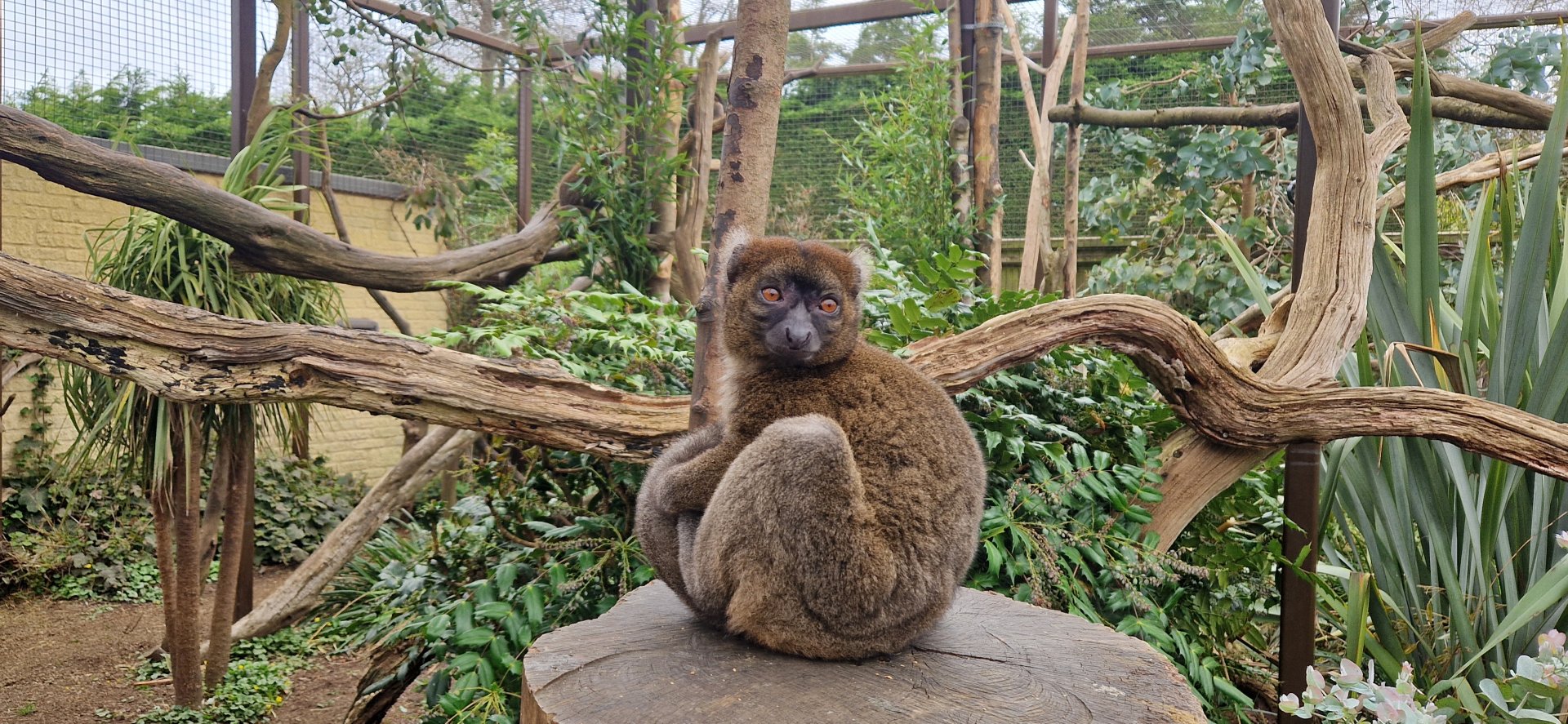 Greater Bamboo Lemur