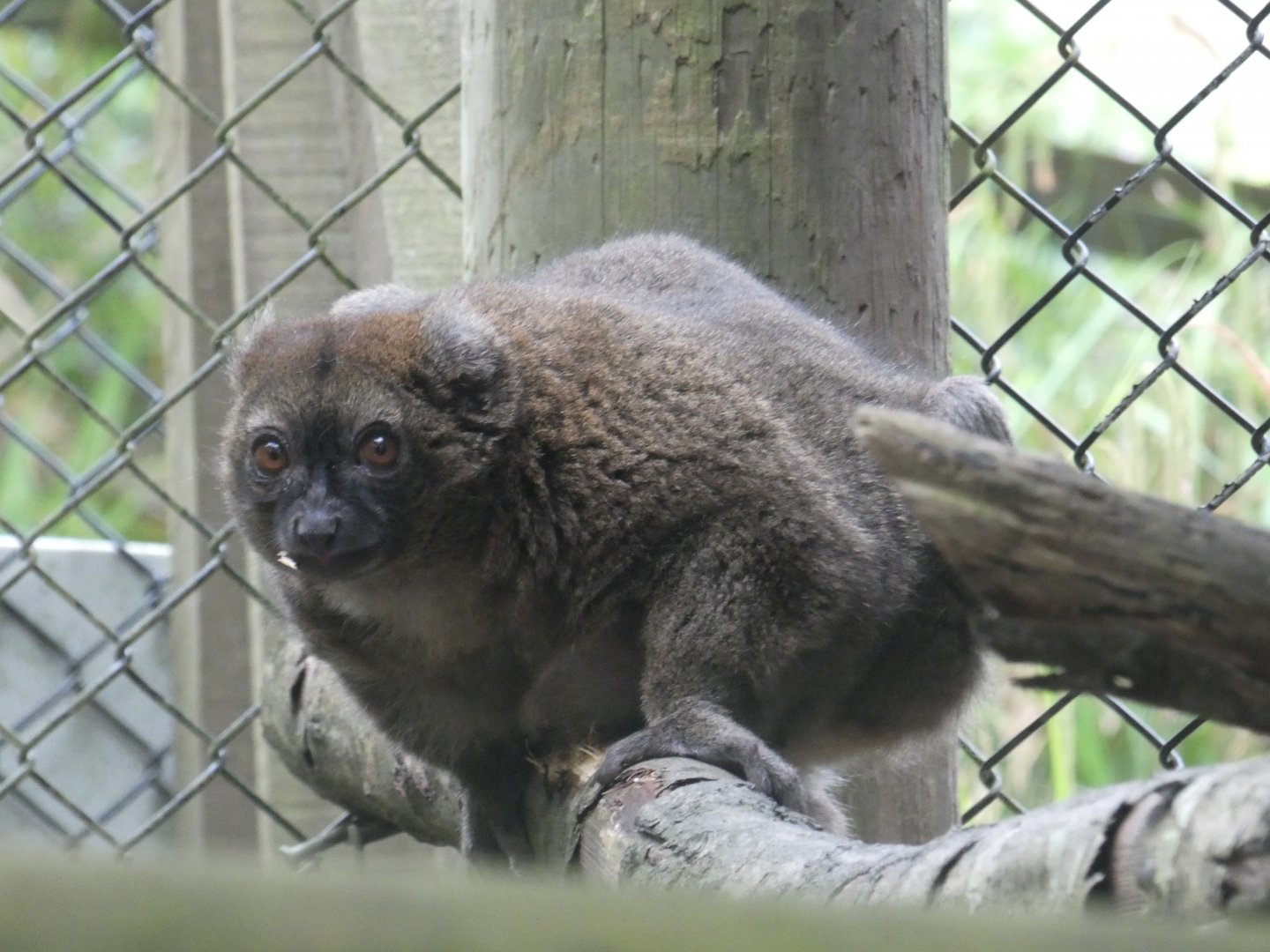 Greater bamboo lemur
