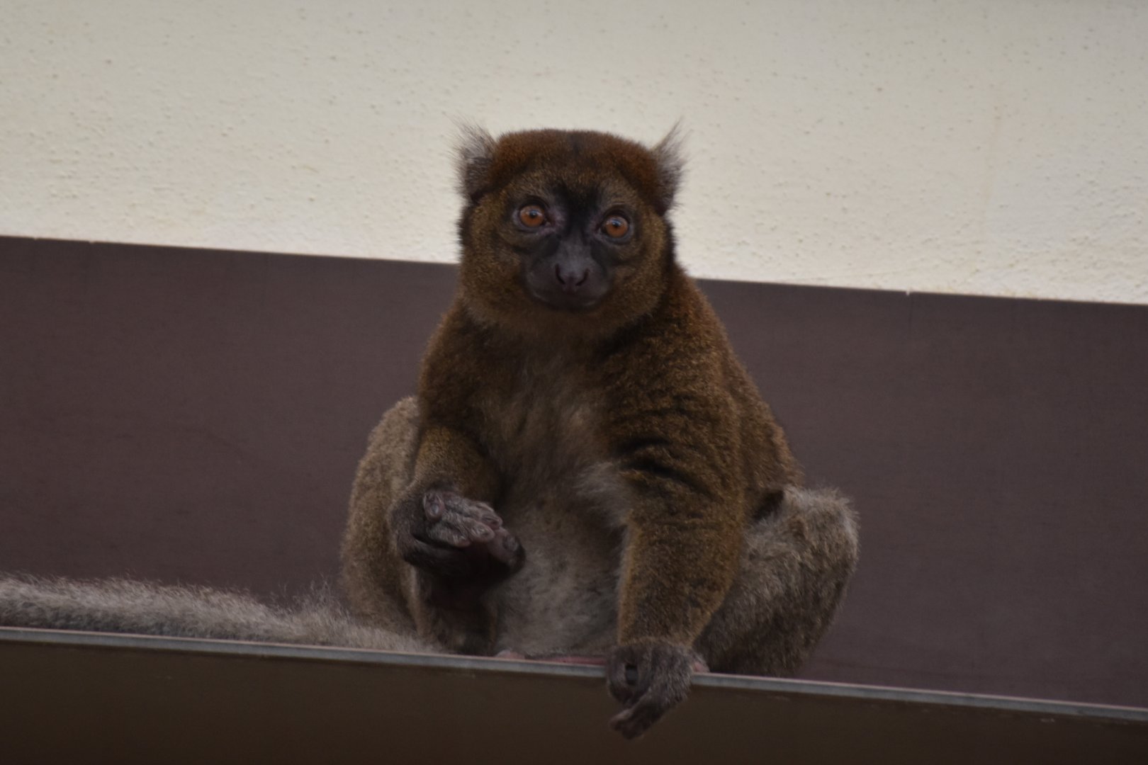 Greater bamboo lemur