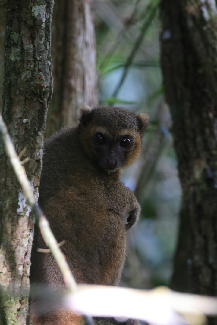 Greater bamboo lemur