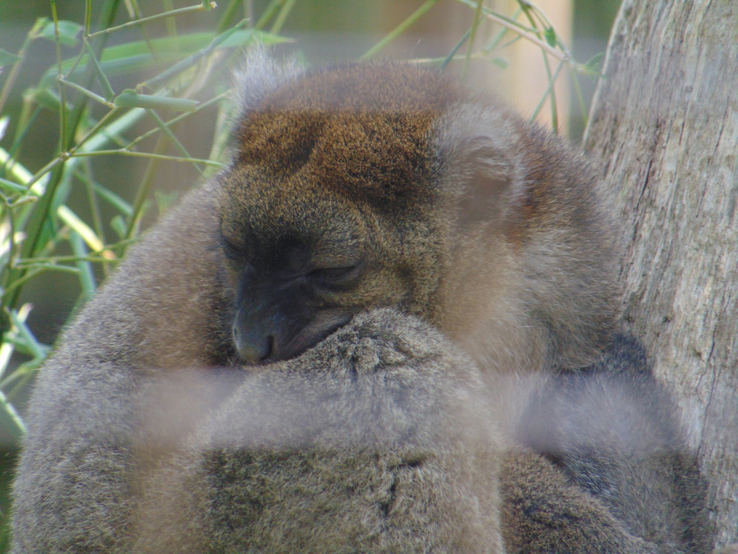 Greater Bamboo Lemur
