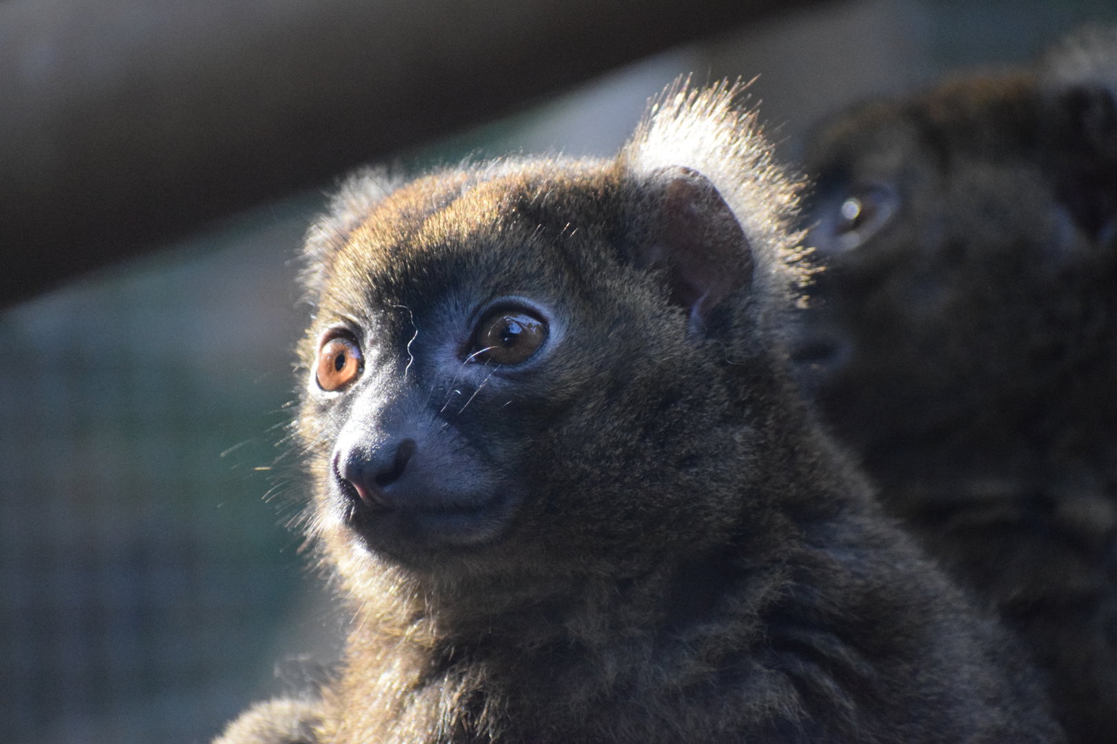 Greater bamboo lemur