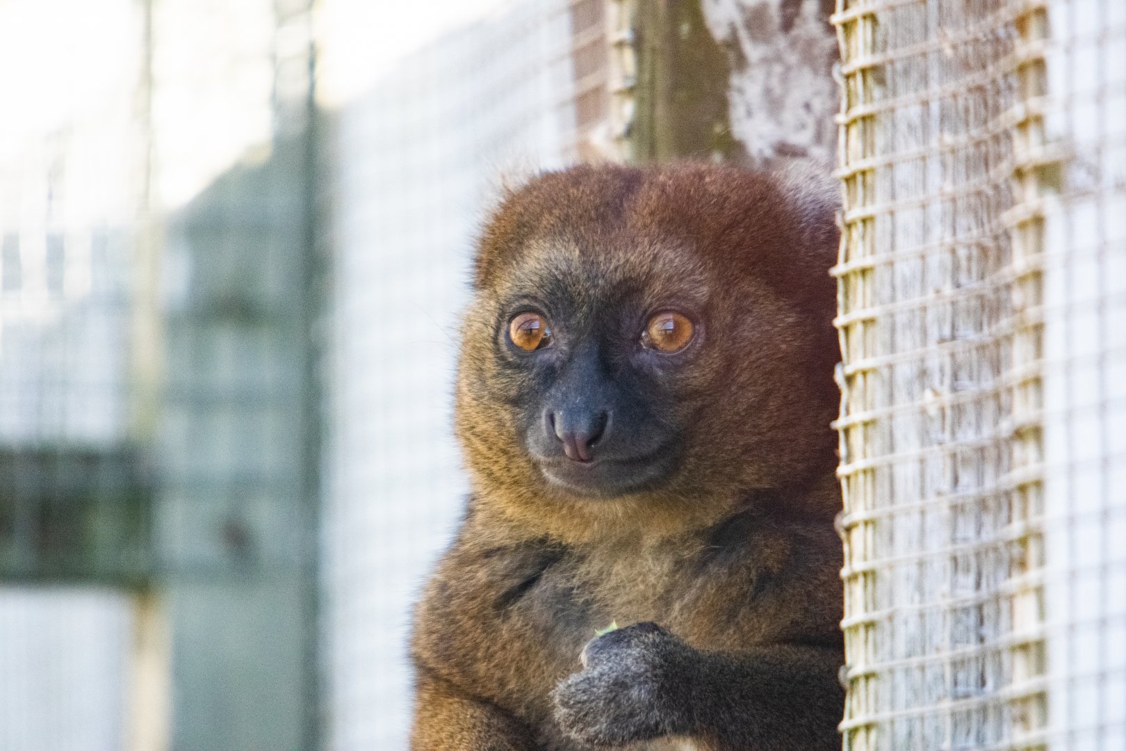 Greater Bamboo Lemur