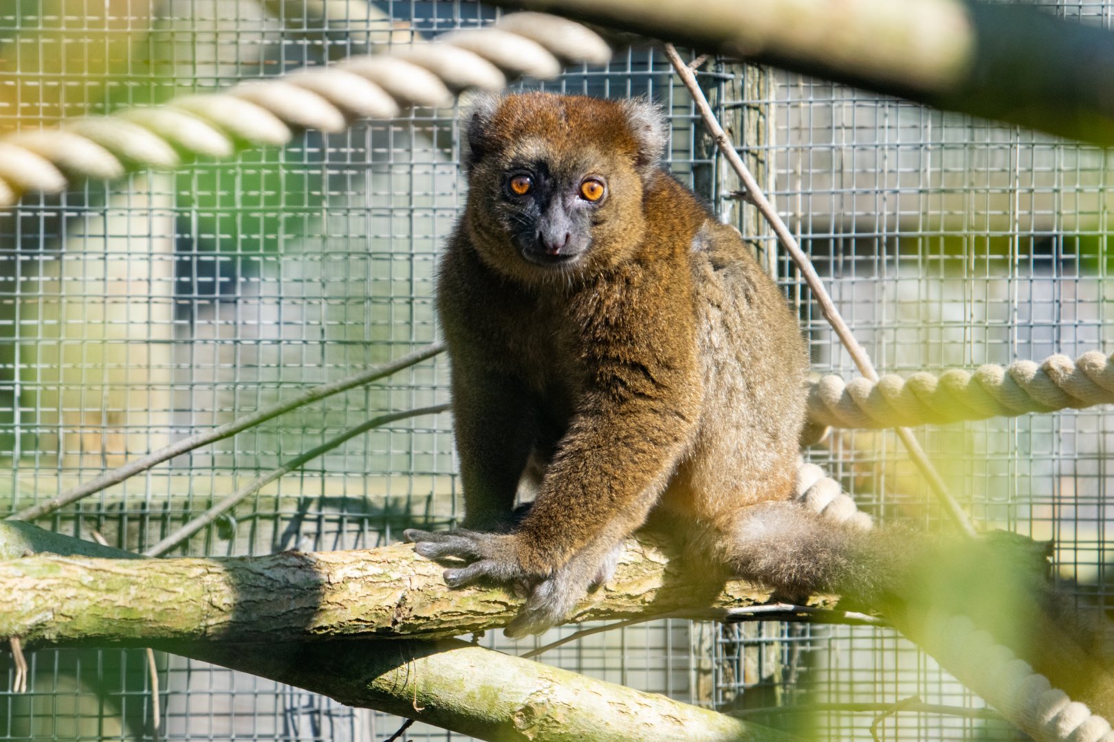 Greater Bamboo Lemur