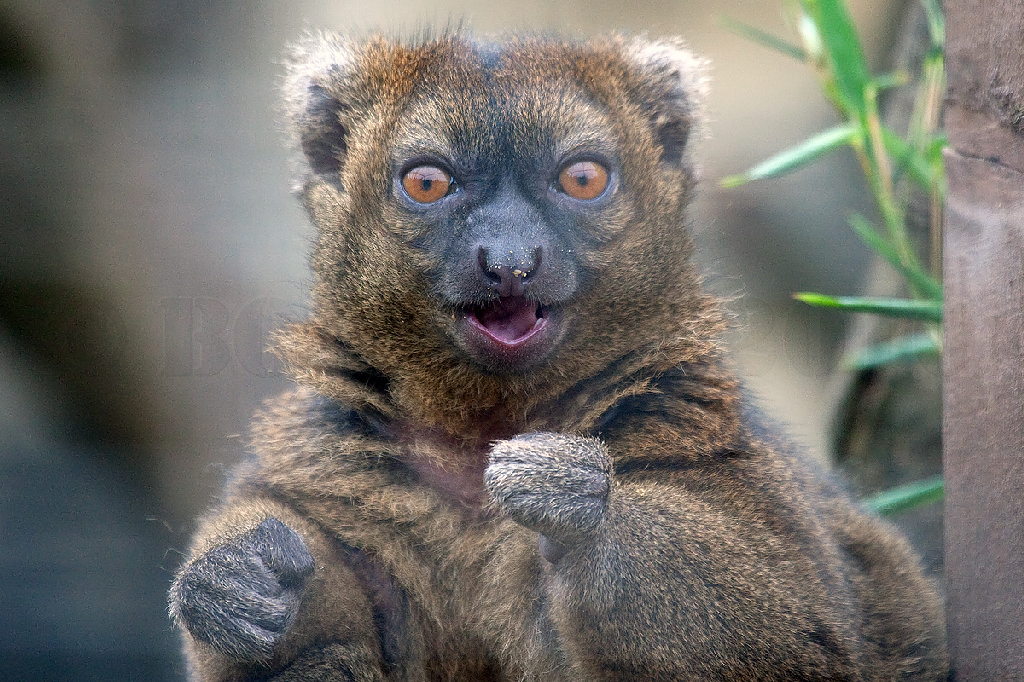 Greater Bamboo Lemur