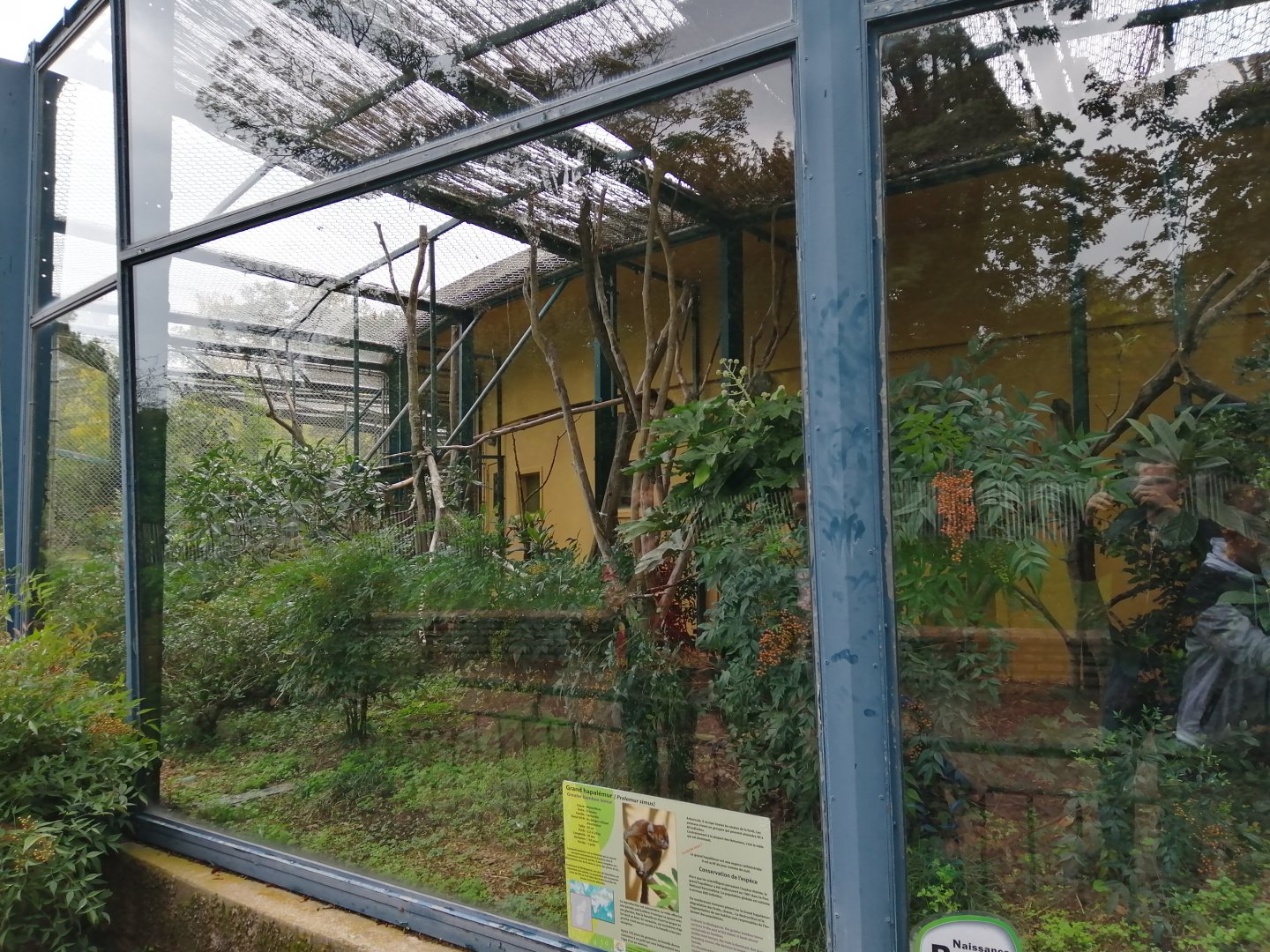 Greater Bamboo Lemurs Exhibit in Old Monkeys House