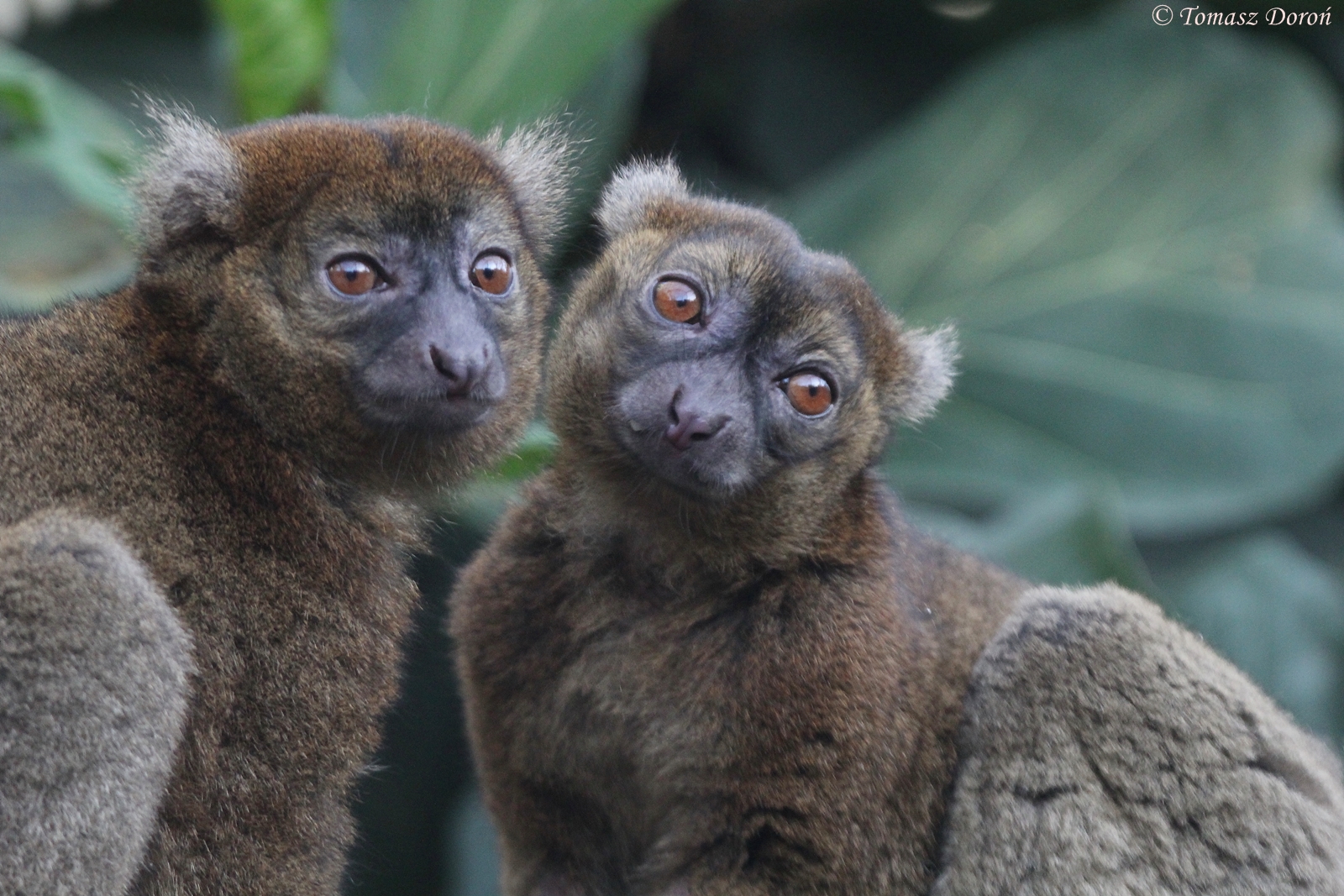 Greater Bamboo Lemurs (Prolemur simus), April 2015