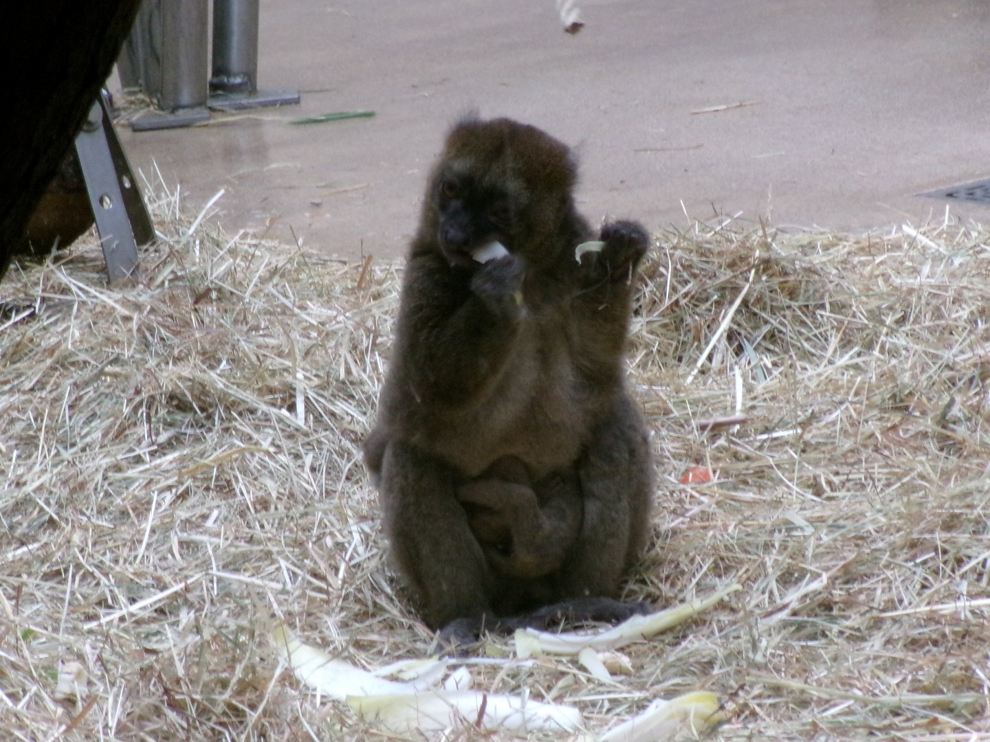 Greater bamboo lemurs