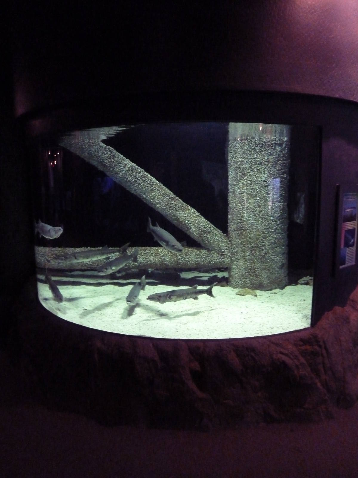 Greater Barracuda Exhibit