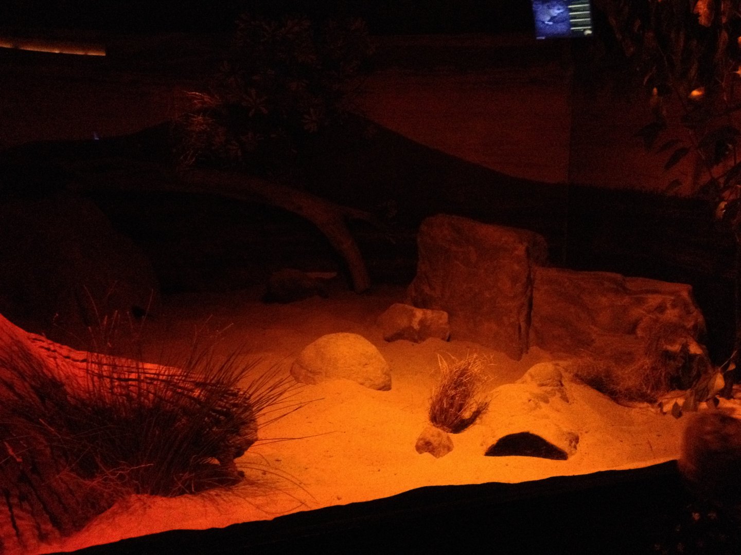 Greater Bilby enclosure