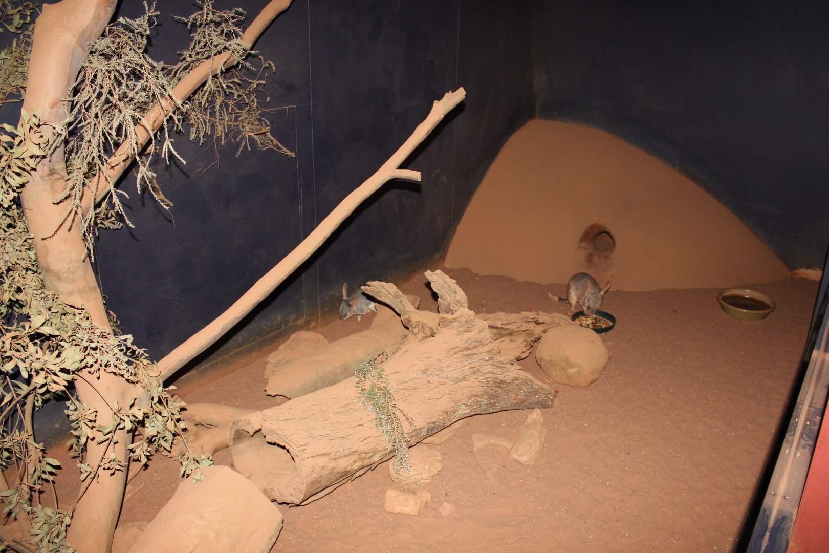 Greater Bilby enclosure