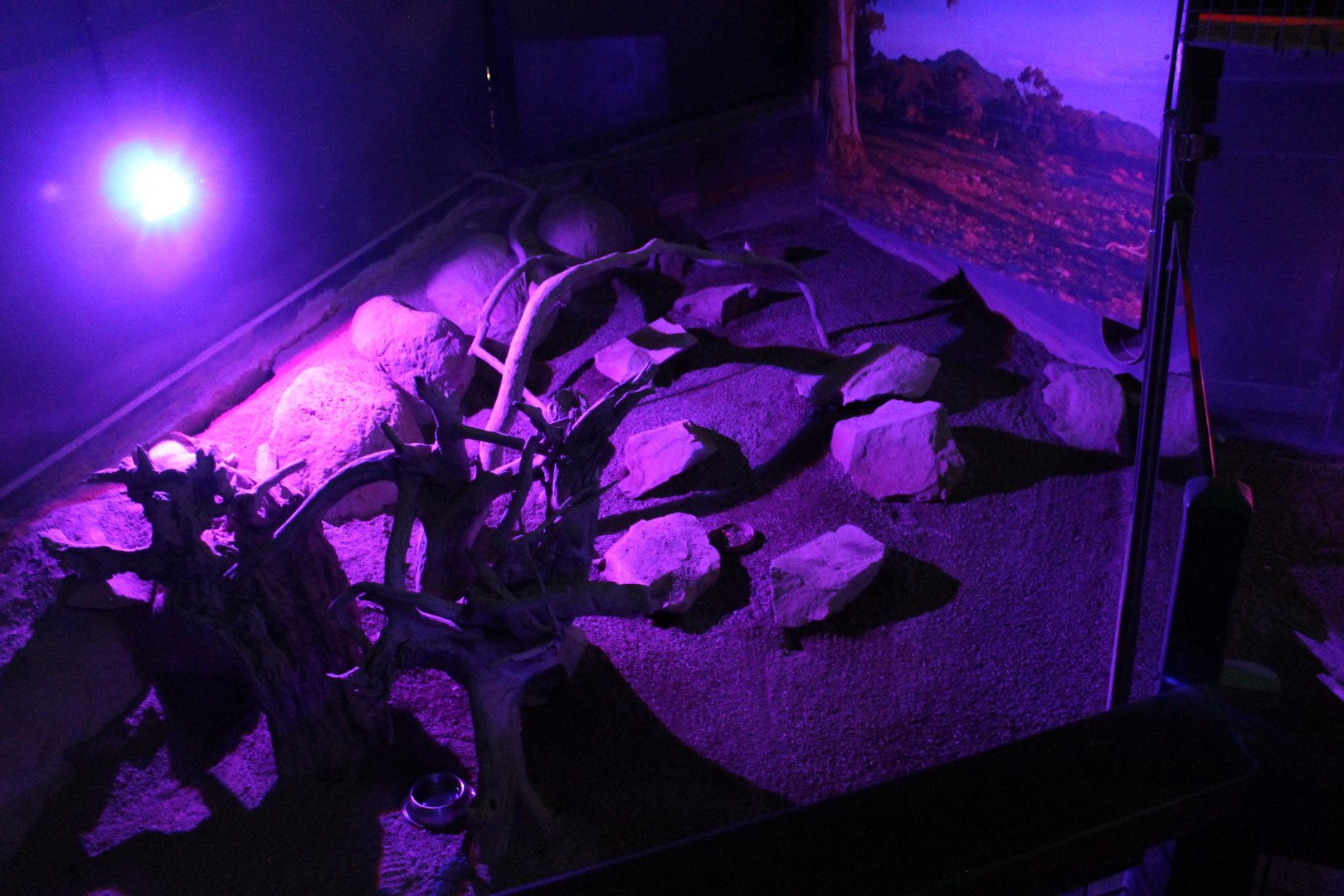 Greater Bilby enclosure