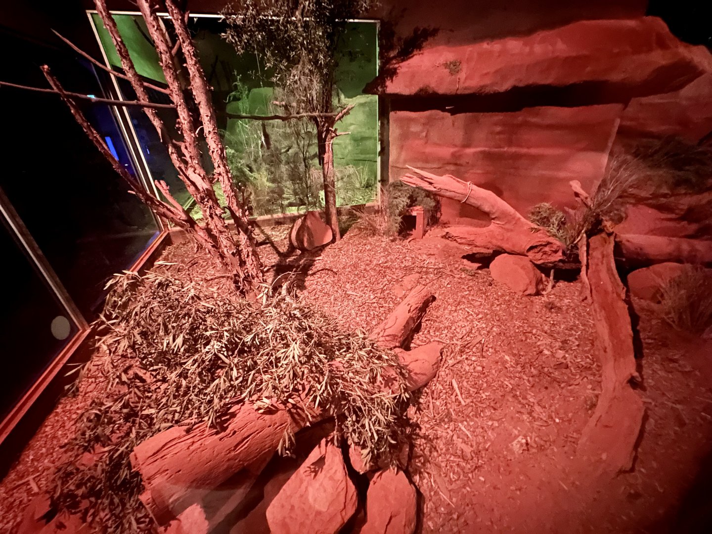 Greater Bilby Exhibit