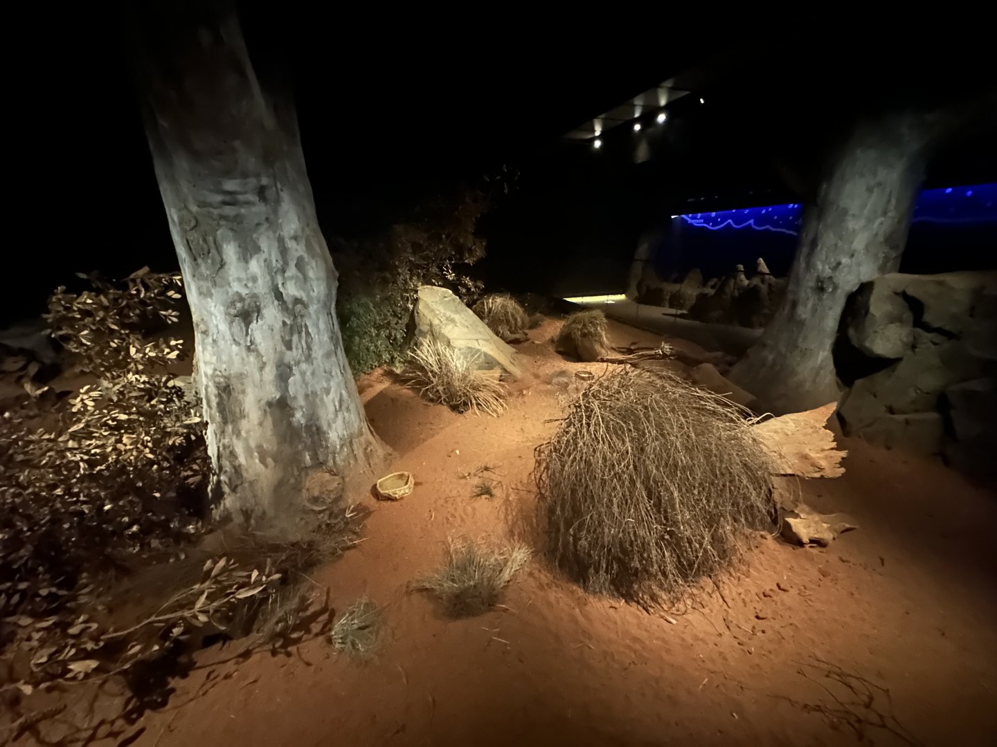 Greater Bilby Exhibit