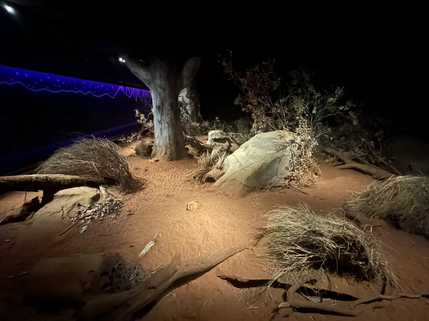 Greater Bilby Exhibit