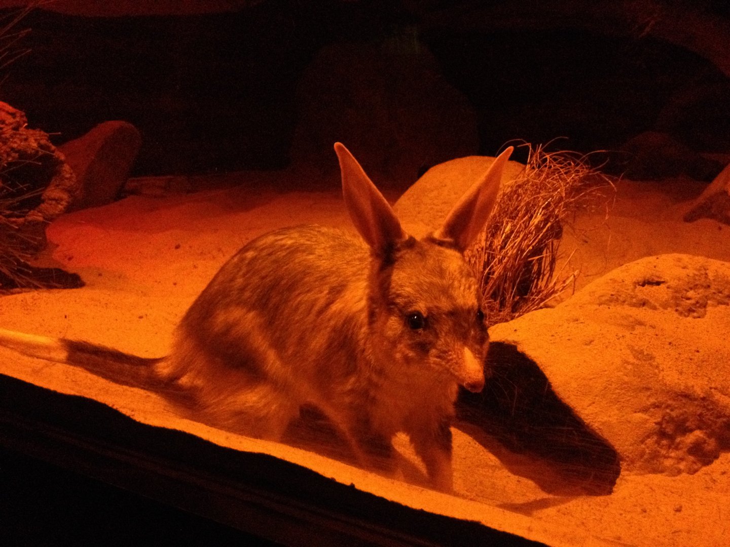 Greater Bilby (Macrotis lagotis)