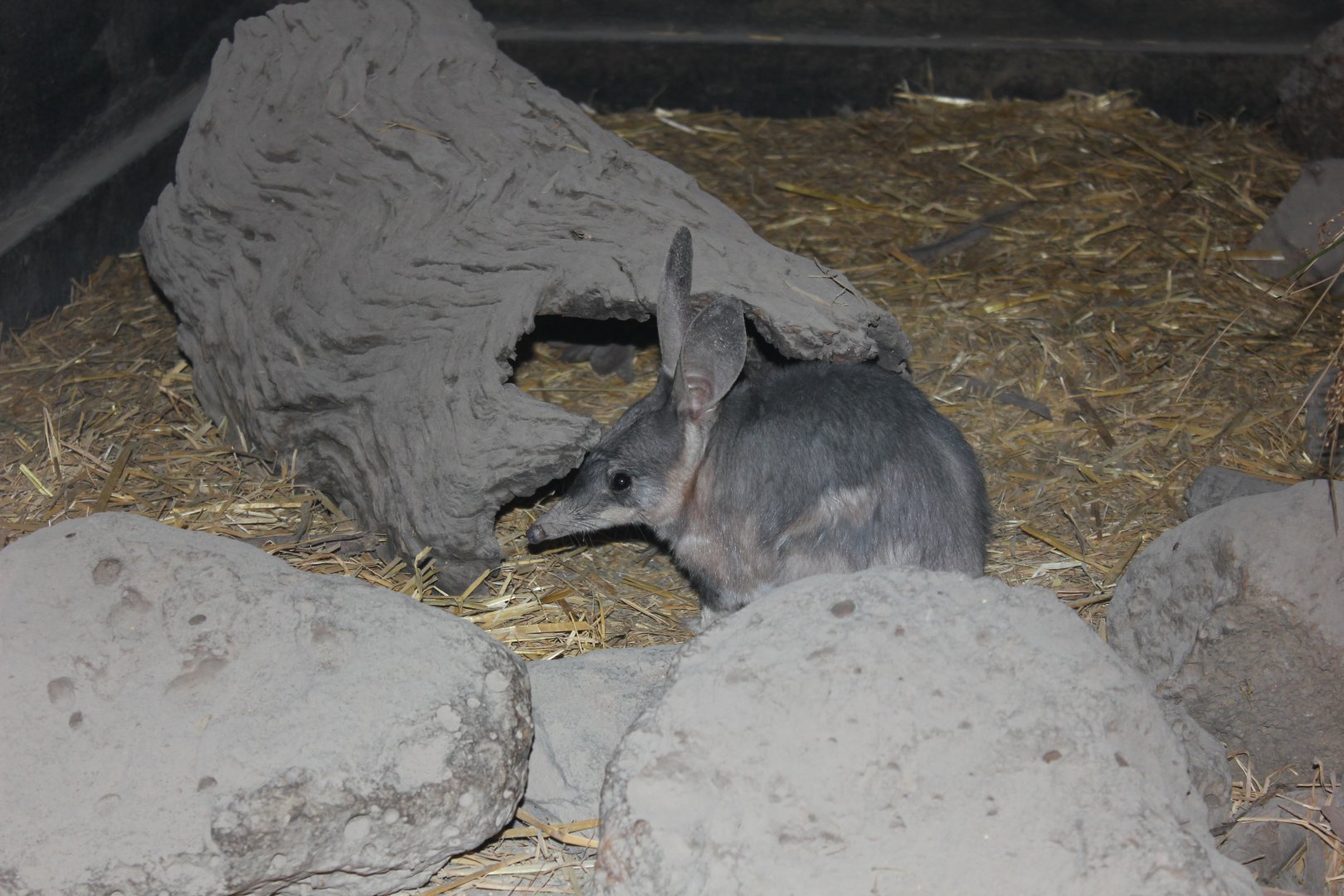 Greater Bilby (Macrotis lagotis)